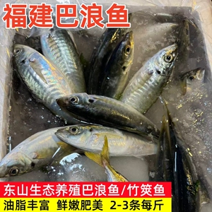 东山巴浪鱼生态养殖土豪巴浪鱼