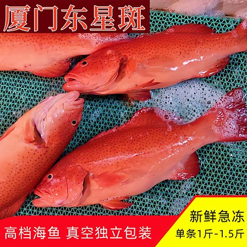 厦门海鲜东星斑高端海鱼清蒸海鲜