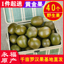 罗汉果冻干广西桂林永福特产干果大果菊花枸杞泡茶低温脱水黄金果