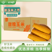 东北黄糯玉米新鲜黏玉米 新货真空包装 速食玉米