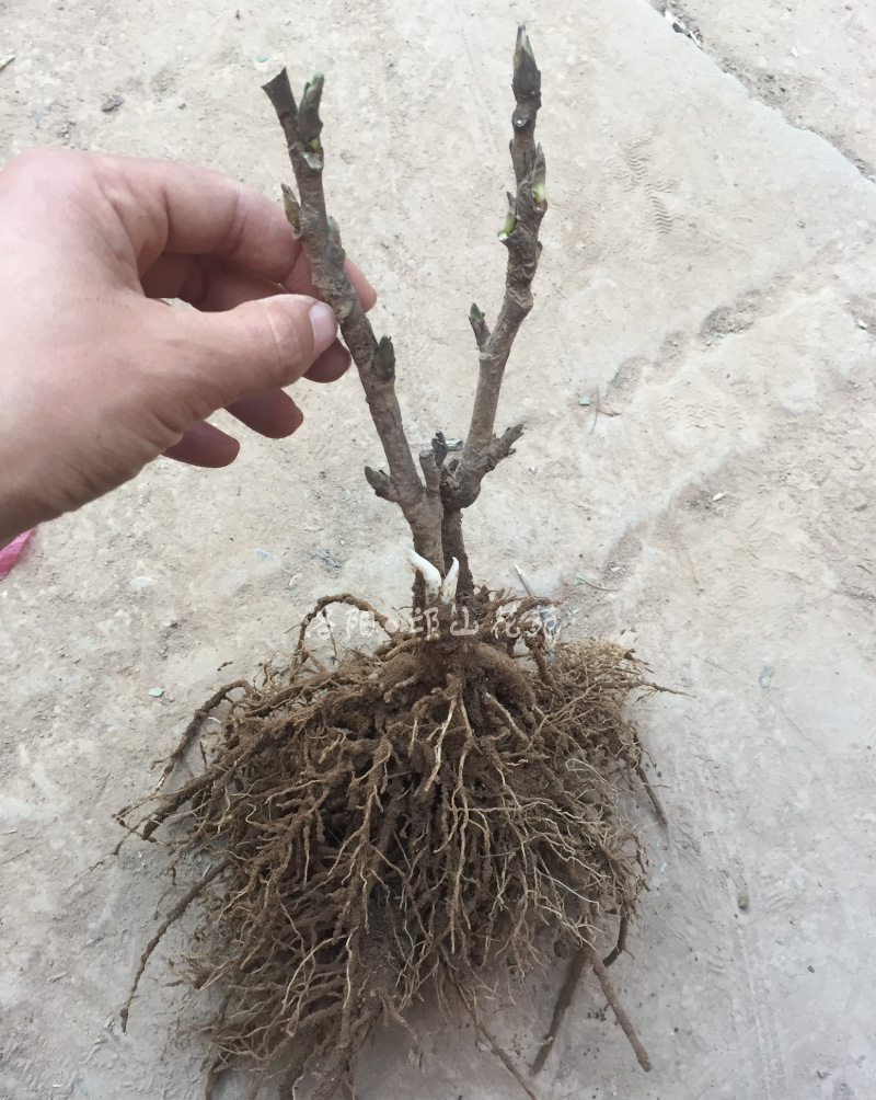 小苗秋季现挖洛阳牡丹庭院地栽