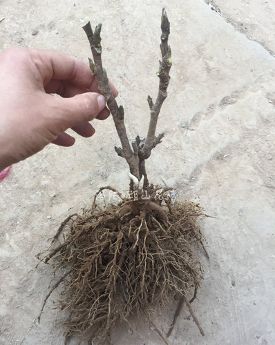 小苗秋季现挖洛阳牡丹庭院地栽