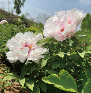 雪映桃花品种牡丹洛阳重瓣苗粉色大花起楼好养易开花地栽盆栽包邮