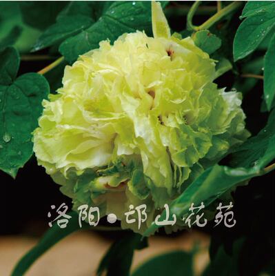 对版洛阳地栽牡丹花苗