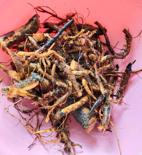 苎麻安胎叶子糯米团杆子去皮店主