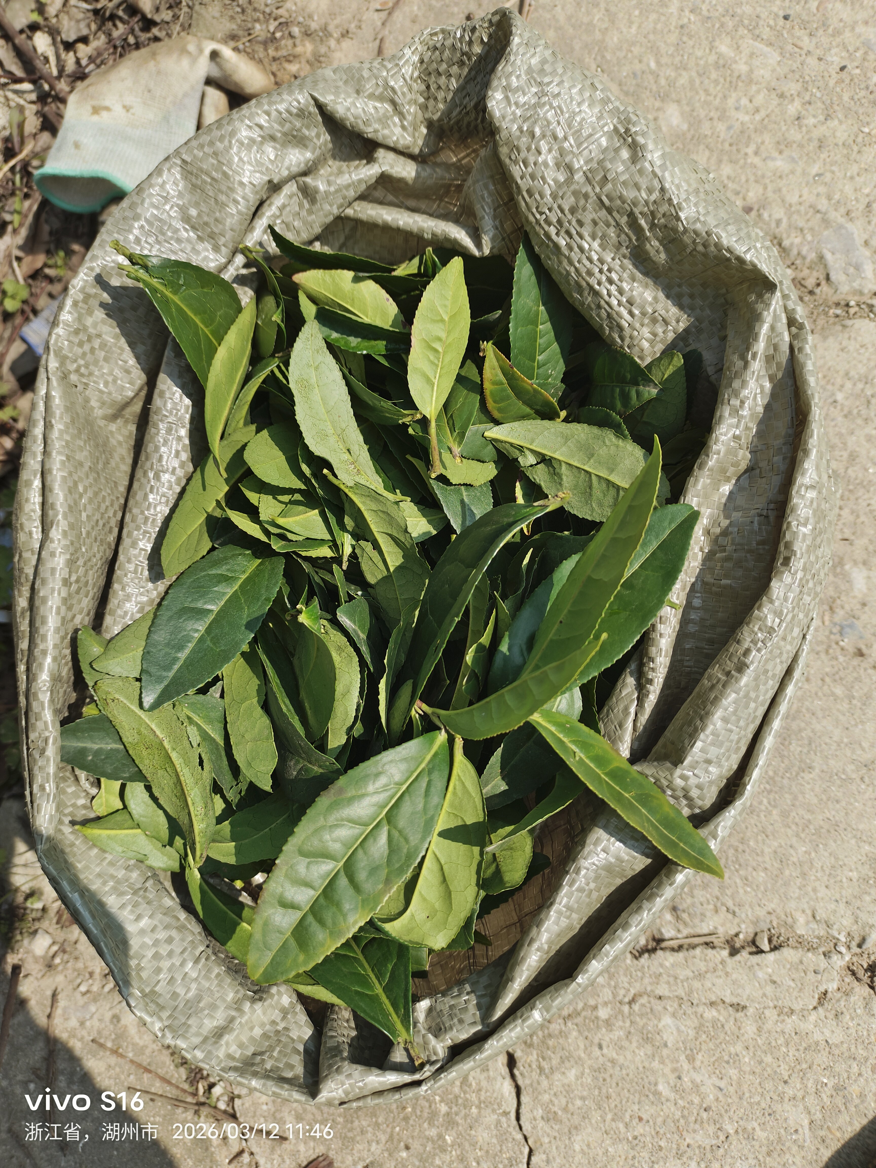 绿茶茶叶 大叶片 论斤卖  新干花/花瓣/干花包/