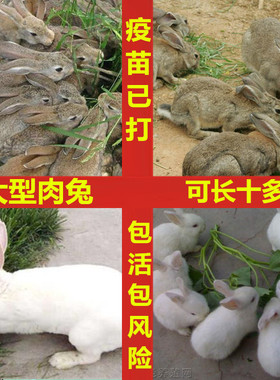 兔子活物公母一对家养大型肉兔宠物兔比利时兔小白兔活体兔子活苗