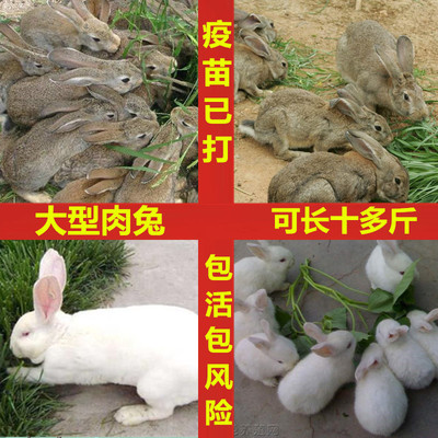 兔子活物公母一对家养大型肉兔活苗宠物兔可食用比利时小白兔活体