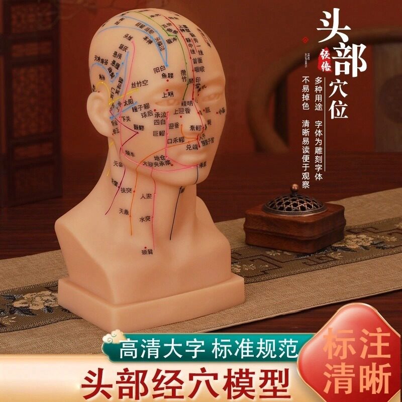厂家批发高清头部穴位模型针灸刻教学仪器/实验器材