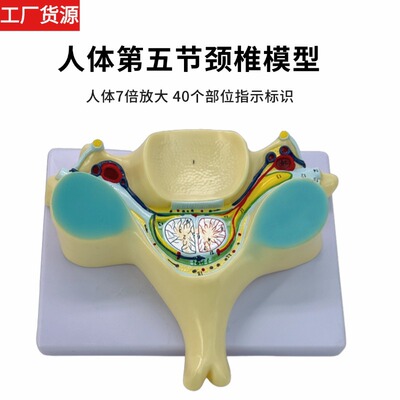 人体第五节颈椎模型颈椎附脊髓和脊神经放大脊髓横断面放大脊髓教