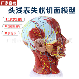 医学人体头面部浅表神经血管解剖模型大脑肌肉医美微整形注射模型