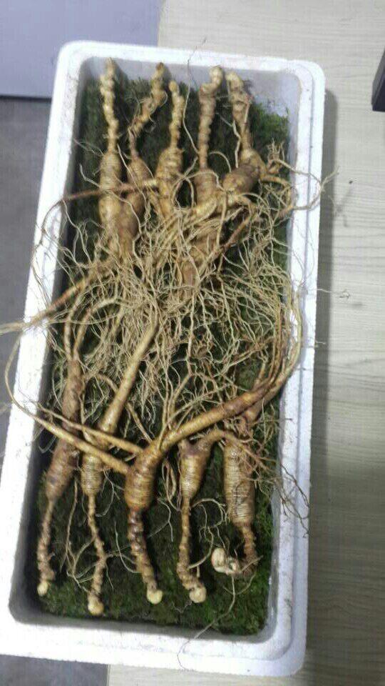 正宗人参新鲜山参礼盒林下参野山参礼盒东北长白山野生鲜山参包邮