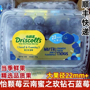 当季限量云南怡颗莓蓝莓王巨无霸22-24mm+脆甜新鲜水果8盒