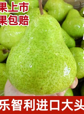 都乐智利啤梨进口大头梨大果软糯香甜青啤梨当季新鲜水果顺丰快递