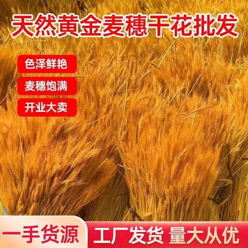 麦穗干花花束天然黄金麦穗婚庆展会客厅装饰礼品插花摆件整箱大麦