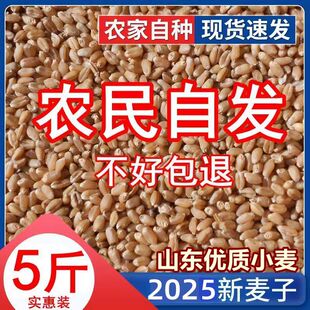 5斤优质小麦粒食用新麦子粒带皮生麦种发芽苗草种榨麦汁喂鸡鸽子