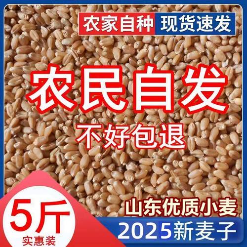 5斤优质小麦粒食用皮生发芽