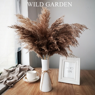 文艺复古天然芦苇干花束真花样本间民宿装饰蒲苇摆件花瓶拍照道具