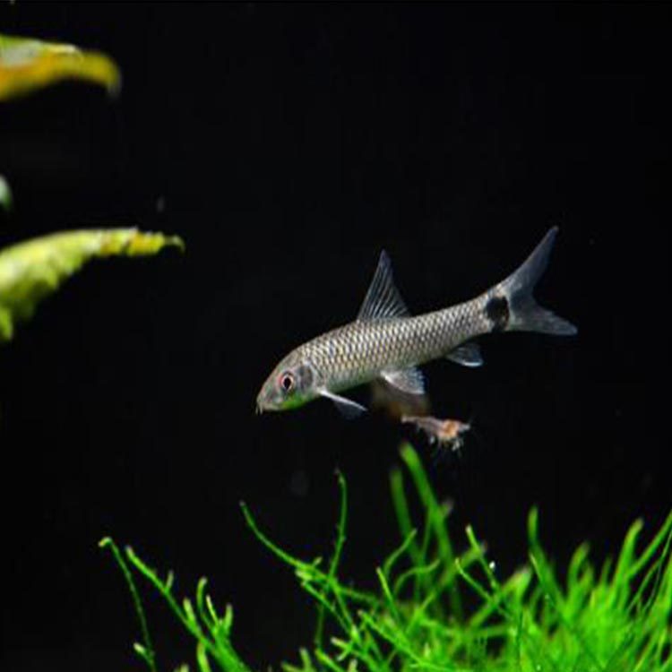 小猴飞狐一线飞狐黑线飞狐活体清洁鱼除黑毛丝藻小型工具观赏鱼