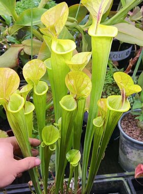 食虫植物黄瓶子草盲盒实生个体