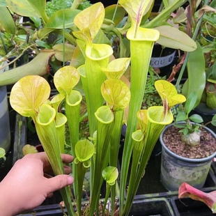 食虫植物黄瓶子草【盲盒实生个体随机华丽帝王戈尔迪纯绿黄瓶铜帽