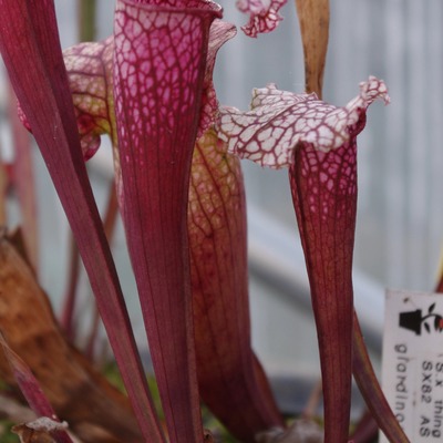 粉东西瓶子草-造景美观食虫植物
