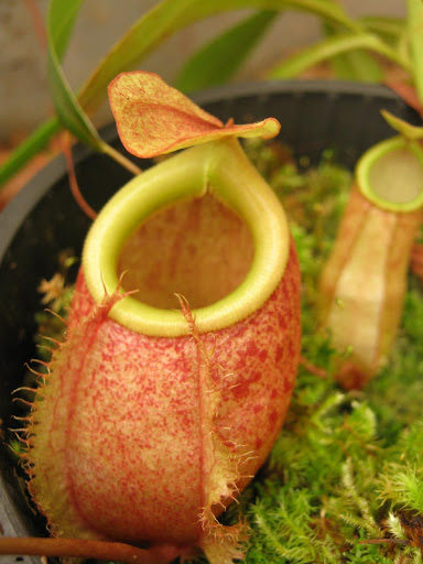 贝里猪笼草n. bellii 食虫植物捕蝇草驱蚊草多肉绿植盆栽捕蝇草