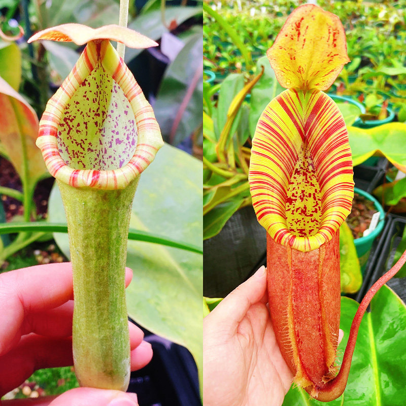 包希x诺斯维奇猪笼草种子苗