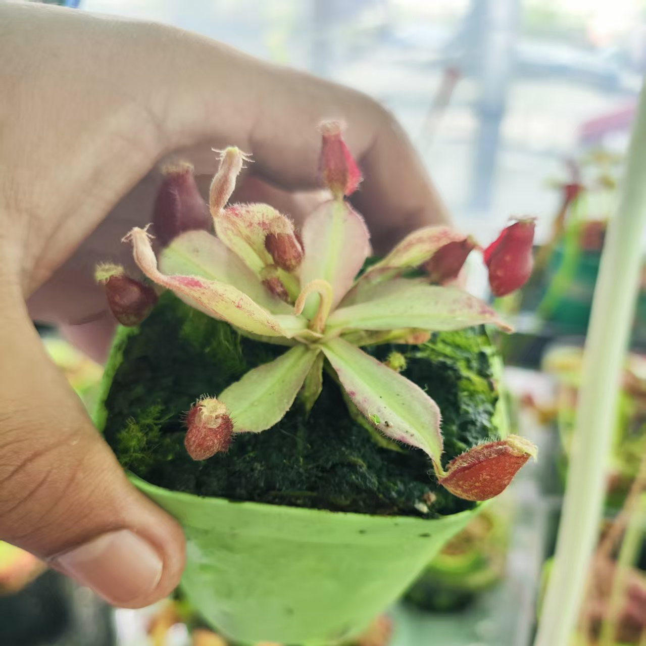 白化海盗交黑月猪笼草-基地直销食虫植物桌面办公室窗台造景,鲜花速递/花卉仿真/绿植园艺,食虫植物,淘宝优惠券,粉丝福利购,淘宝优惠卷