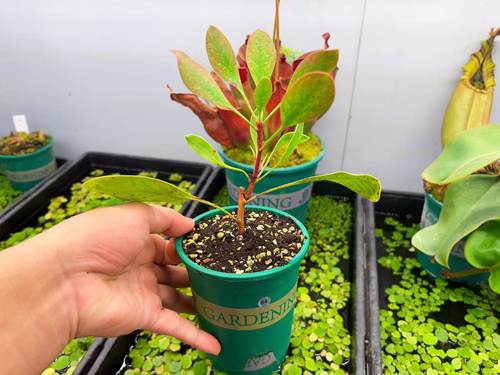 南非进口粉帝王花白帝王花庭院阳台室内客厅高端绿植盆栽