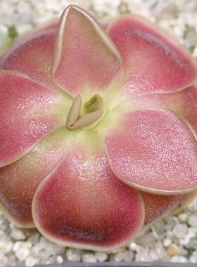 【weser威塞捕虫堇】食虫植物食人花驱蚊草喜阴多肉花卉盆栽包邮