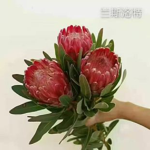 南非兰斯洛特帝王花高端进口绿植盆栽