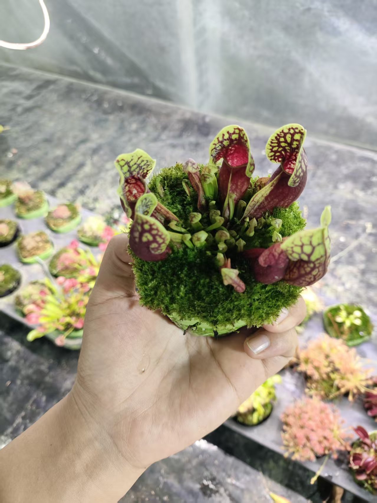 山地紫瓶子草-食虫植物食虫草盆栽微景观造景图片