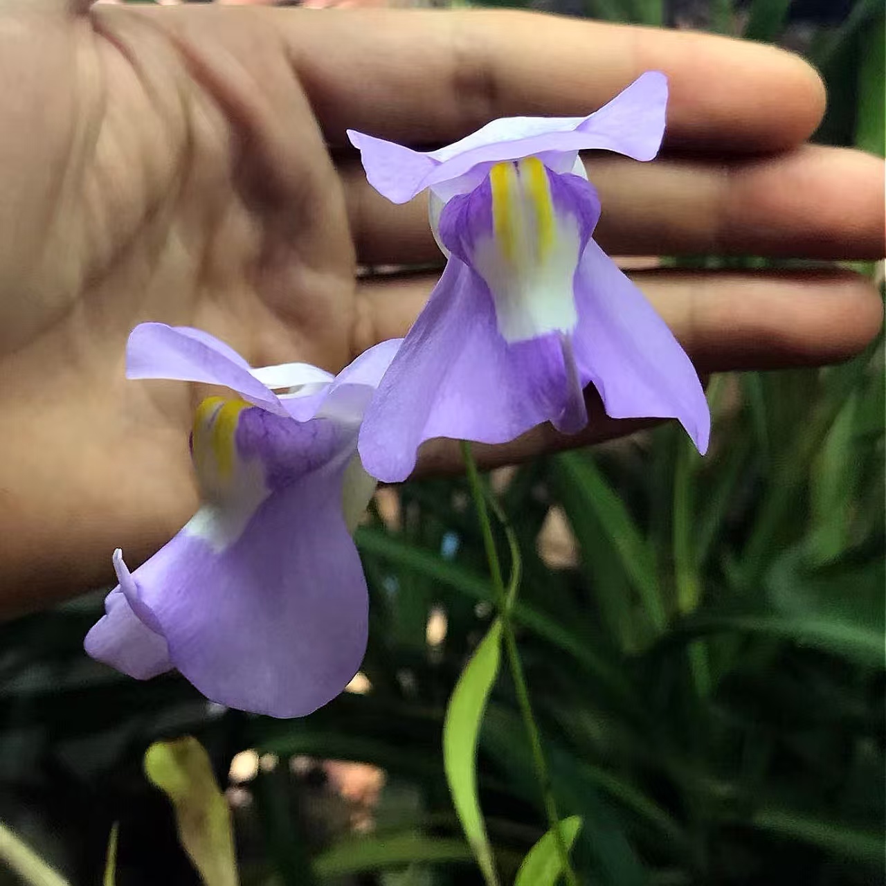 高山x洪堡狸藻开大紫花食虫植物