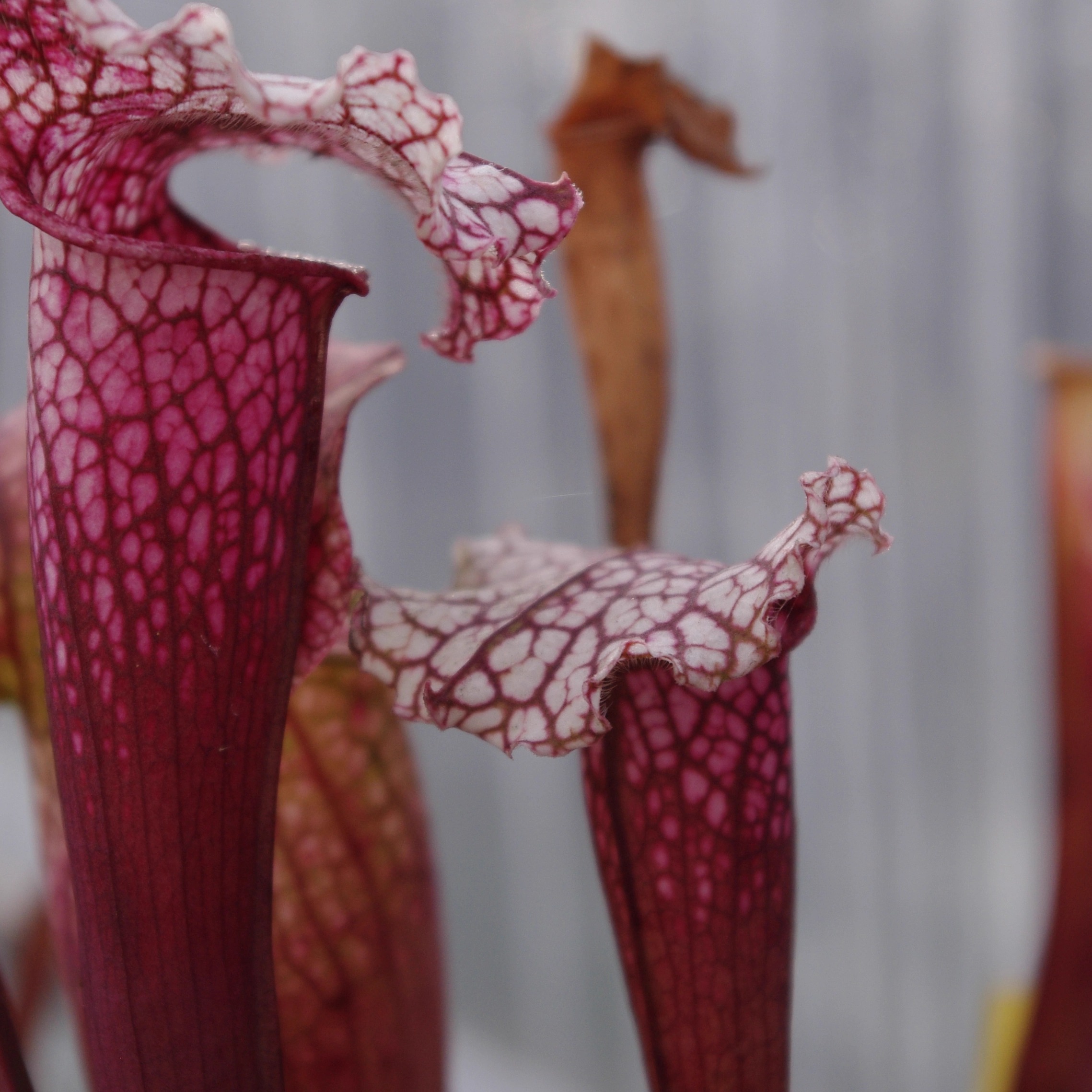 粉东西瓶子草-造景美观食虫植物