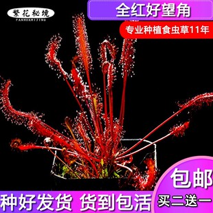 【全红好望角茅膏菜】会卷的茅膏菜驱蚊草黑飞造景绿植趣味盆栽