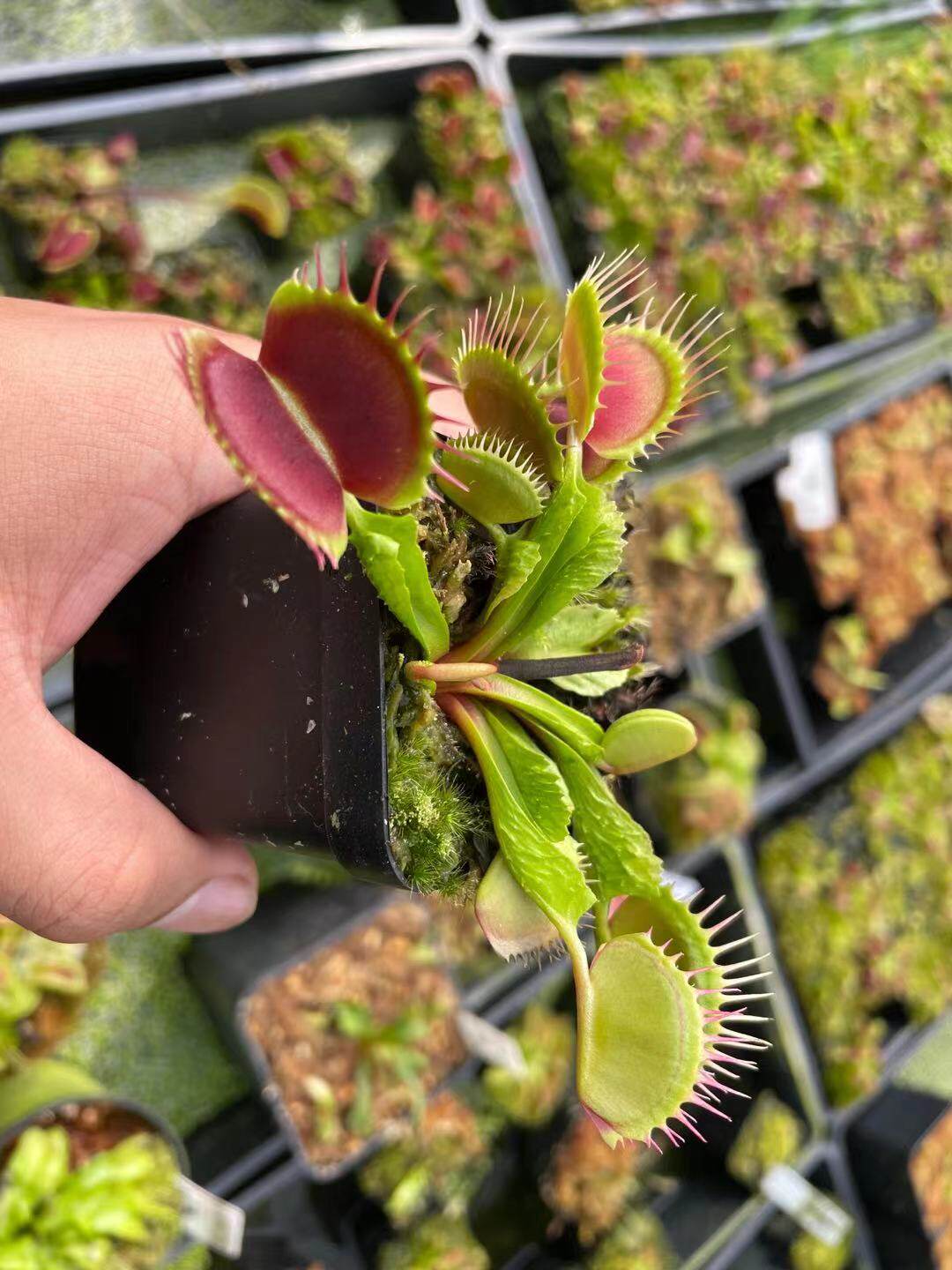 爬行动物捕蝇草稀有高端品种背刺绿植驱蚊草