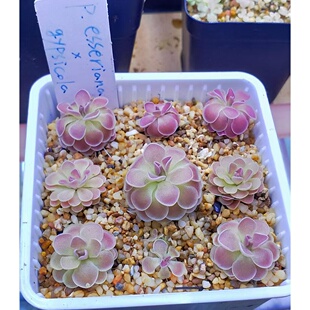 【爱丝x石灰岩捕虫堇】食虫植物吃小黑飞造景美观阳台窗台小盆栽