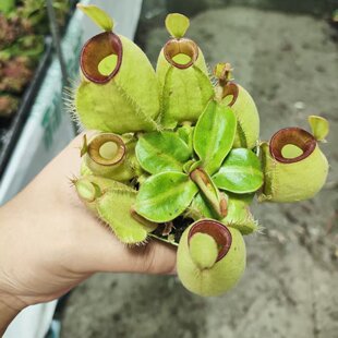 红唇绿苹果猪笼草 食虫植物趣味美观绿植