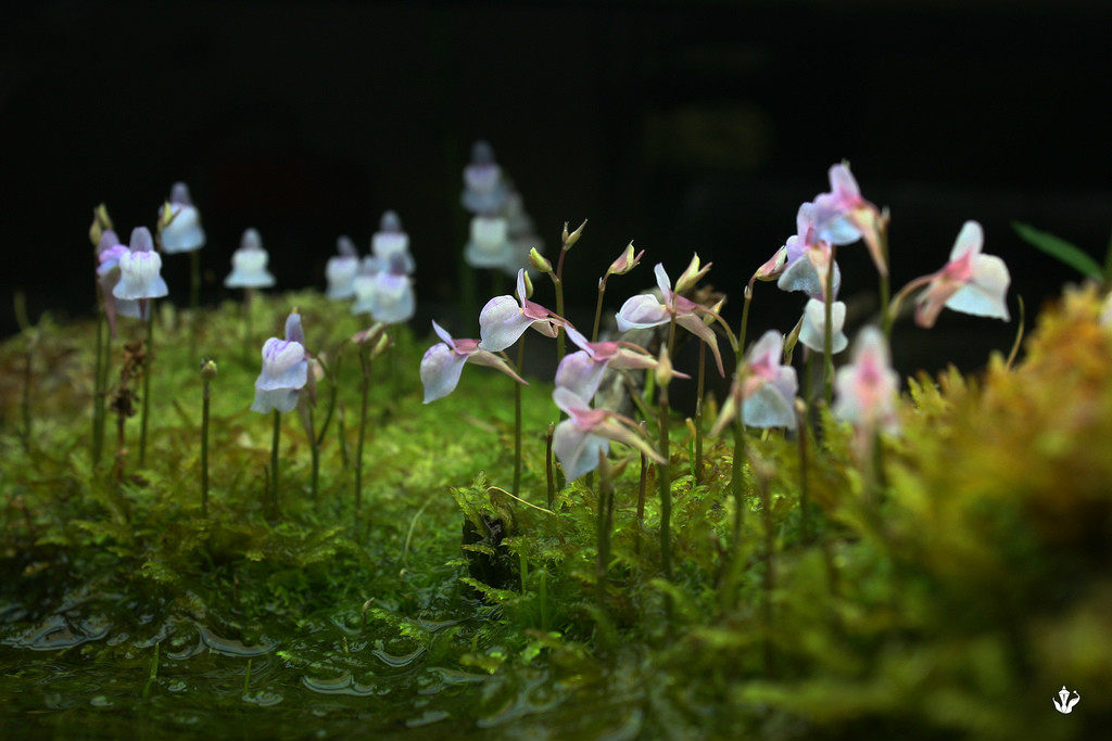 食虫植物-禾叶狸藻,鲜花速递/花卉仿真/绿植园艺,食虫植物,淘宝优惠券,粉丝福利购,淘宝优惠卷