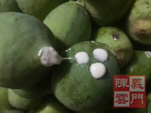 薜荔果汁新鲜木莲汁白乳汁
