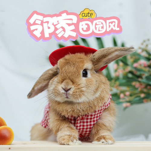 兔子衣服兔兔背心过冬垂耳兔