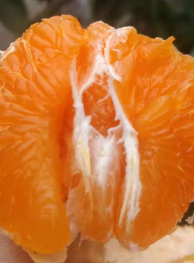 【已开售】四川眉山特产春见耙耙柑现摘新鲜净重8斤58包邮非丑桔