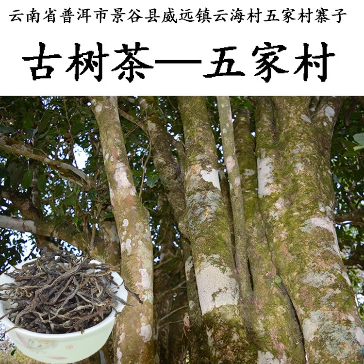 普洱茶生茶五家村古树茶老树茶