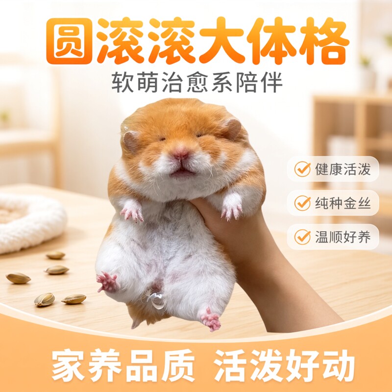 家养超大体金丝熊仓鼠包活包健康