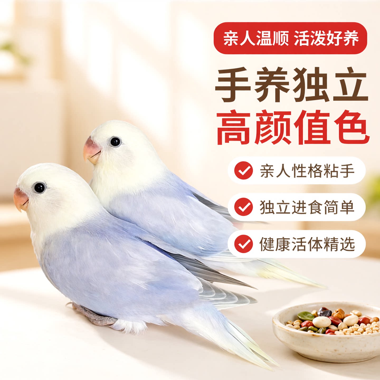 手养牡丹鹦鹉紫伊莎紫薰亲人