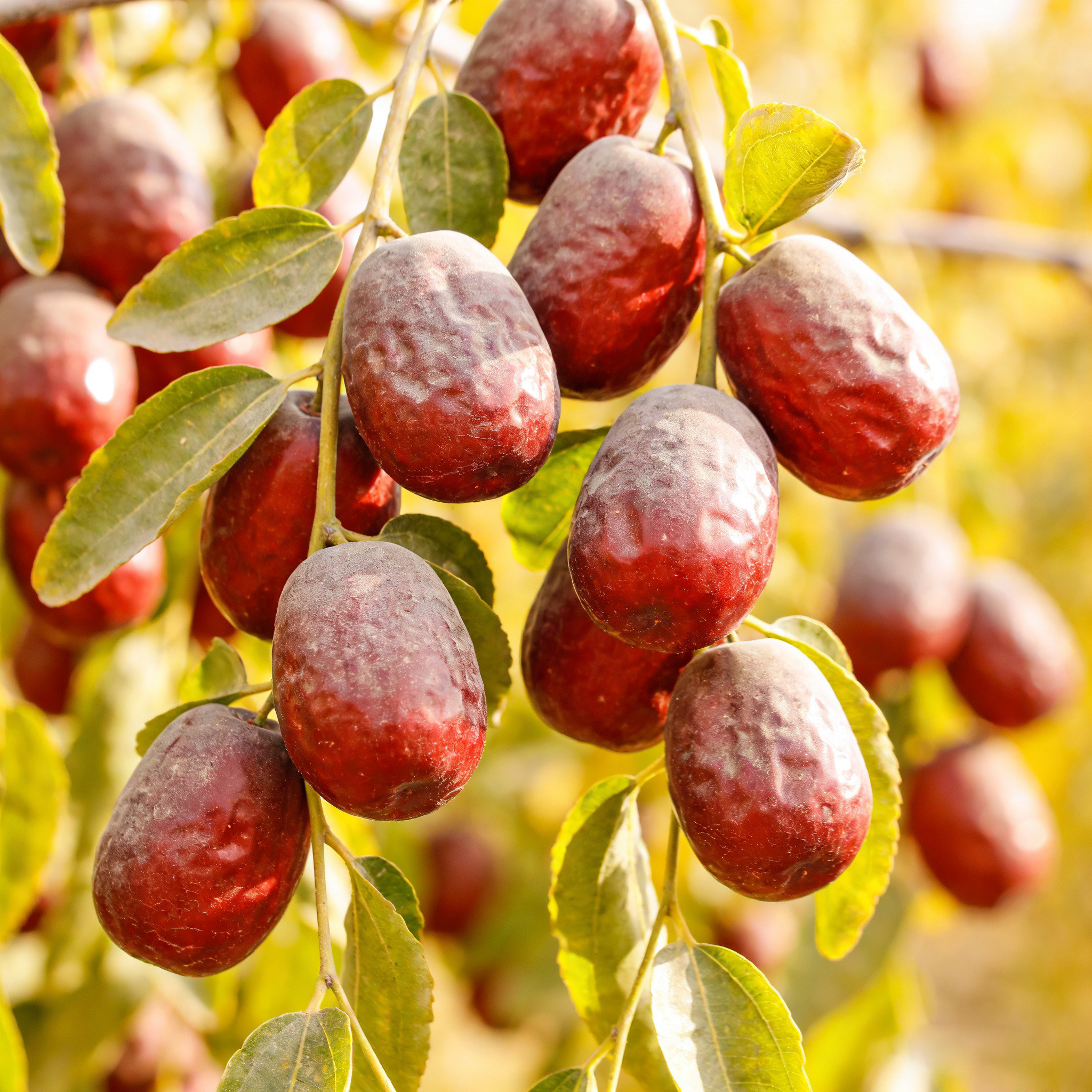 5斤新疆若羌灰枣原生态若羌红枣未清洗吊干红枣粥孕妇零食小灰枣