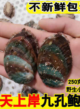 海鲜水产鲜活鲍鱼新鲜小鲍鱼大鲍鱼九孔鲍鱼冰鲜冷冻鲍鱼250g