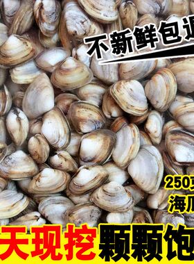 连云港特产新鲜白瓜子优质贝类