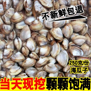 连云港特产海鲜贝类 新鲜鲜活海瓜子 海沙子小蛤蜊白瓜子优质野生